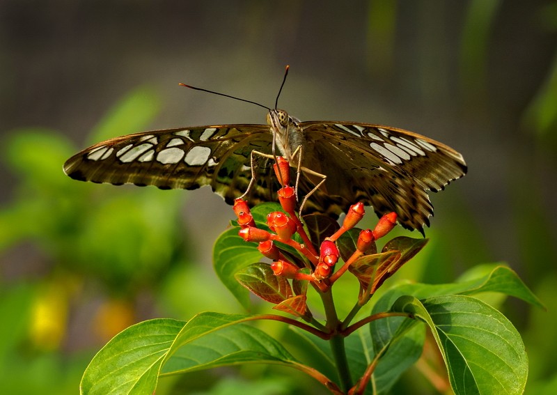 Butterfly in Thailand 
